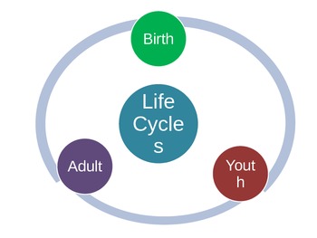 Preview of 2nd grade life cycle webquest