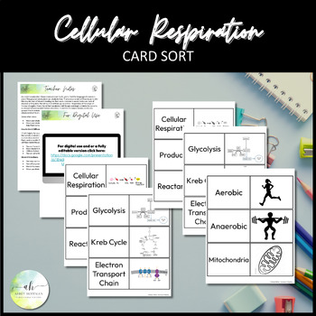 Preview of Cellular Respiration - Card Sort