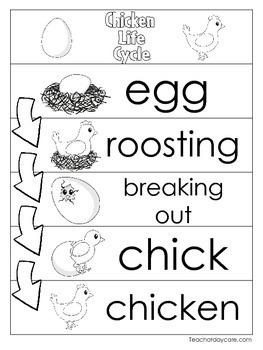 3 Chicken Life Cycle Charts and Worksheets. Preschool-1st Grade