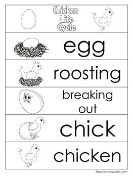 3 Chicken Life Cycle Charts and Worksheets. Preschool-1st Grade ...