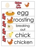 3 Chicken Life Cycle Charts and Worksheets. Preschool-1st 