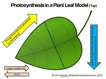 Photosynthesis 3 D Leaf Model Color And B W By Kesler Science Tpt