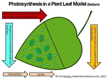 Photosynthesis 3 D Leaf Model Color And B W By Kesler Science Tpt