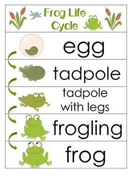 Preview of 3 Frog Life Cycle Charts and Worksheets. Preschool-1st Grade. Homeschool.