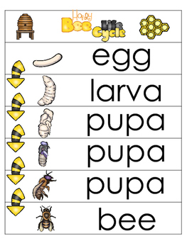 3 Honey Bee Life Cycle Charts and Worksheets. Preschool-1st Grade