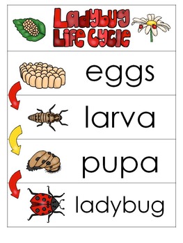 3 Ladybug Life Cycle Charts and Worksheets. Preschool-1st Grade