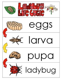 Preview of 3 Ladybug Life Cycle Charts and Worksheets. Preschool-1st Grade. Homeschool.