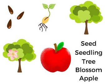 Apple Vocabulary: Preschool Literacy Activity - Friends Art Lab