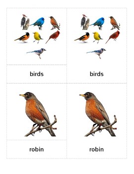 Preview of 3 Part Cards - Backyard Birds