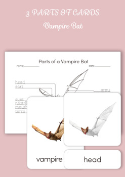 Preview of 3 Part Cards - Parts of a Vampire Bat