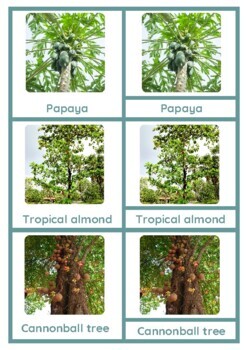 3 Part Cards: Trees of South-East Asia by Teaching with Tricia | TpT
