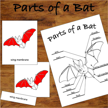 Preview of Parts of a Bat - 3 Part Montessori Nomenclature Cards
