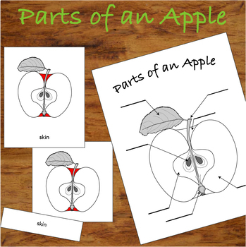 Parts of an Apple - 3 Part Montessori Nomenclature Cards | TpT