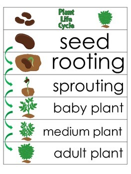 3 Plant Life Cycle Charts and Worksheets. Preschool-1st Grade. Homeschool.