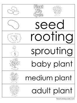 3 plant life cycle charts and worksheets preschool 1st grade homeschool