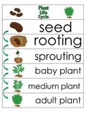 3 Plant Life Cycle Charts and Worksheets. Preschool-1st Gr