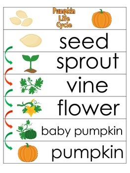 3 Pumpkin Life Cycle Charts and Worksheets. Preschool-1st Grade