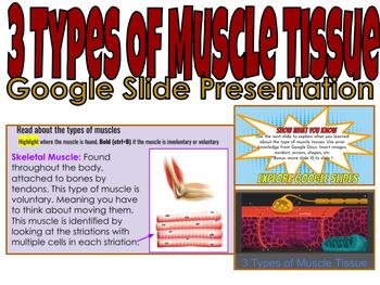 Preview of 3 Types Of Muscle Tissue