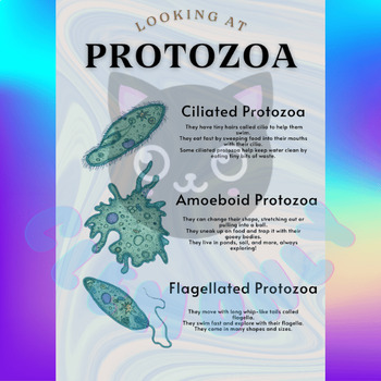 Preview of 3 Types of Protozoa