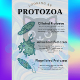 3 Types of Protozoa
