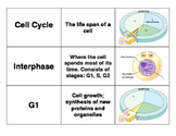 3 Way Match - Cell Cycle