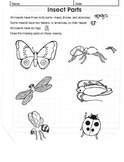 Parts Of An Insect Worksheet Teaching Resources | Teachers Pay Teachers