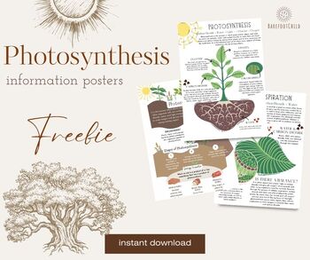 Preview of 3 photosynthesis posters