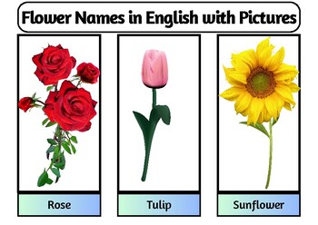 Preview of 30 Flower Names in English with Pictures for Preschool, Montessori, Homeschool