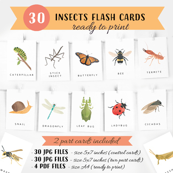 Preview of 30 Insects Flash Cards, Montessori flash cards, Montessori Materials.