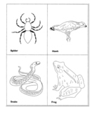 32 Food Web Cards & Directions for Food Web Student Intera