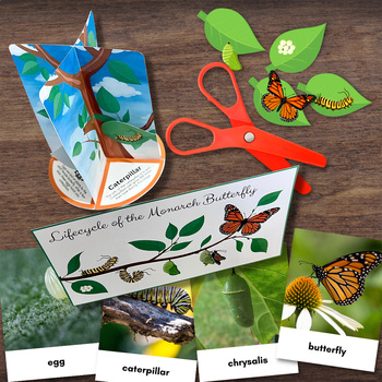 Preview of 3D BUTTERFLY Life Cycle Model - Full Color w/Descriptions & 3-Part Photo Cards