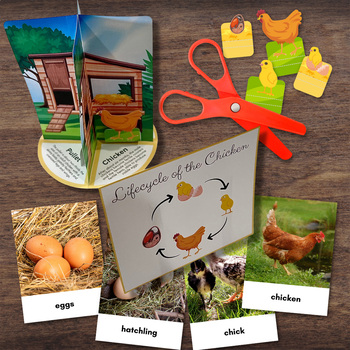 Preview of 3D CHICKEN Life Cycle Model - Full Color w/Descriptions & 3-Part Photo Cards