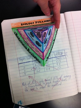3D Ecology Energy Pyramid for Notebooks by Sarcasm Fish | TpT