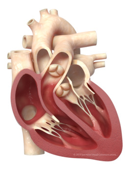 Preview of 3D Heart Cross-section