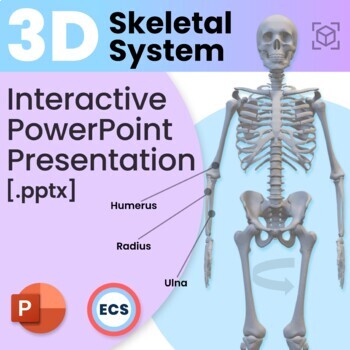 Preview of 3D Skeletal System | Interactive PowerPoint Presentation