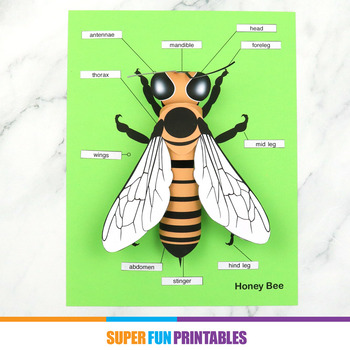 Preview of 3D paper bee craft with anatomy labels