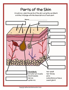 Preview of 3rd/4th/5th/6th+ Skin Layers Parts Labeling & Diagram - Color or Black & White