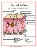 3rd/4th/5th/6th+ Skin Layers Parts Labeling & Diagram - Co