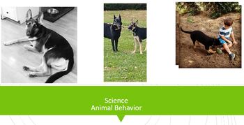 Preview of 3rd-5th Grade Animal Science Review