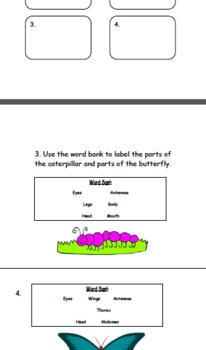 Preview of 3rd Grade Butterfly Unit Study Guide