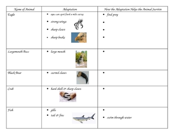 3rd Grade Science Animal Adaptation Graphic Organizer/Chart | TPT