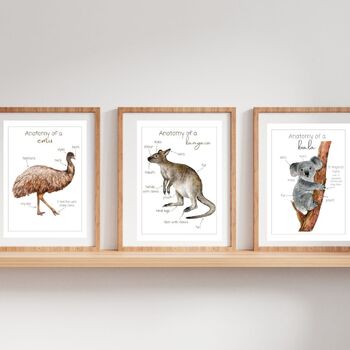 Preview of 3x AUSSIE ANIMAL ANATOMY POSTERS + flash cards