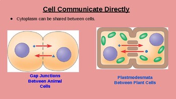  Cell Communication and Signaling Lecture Slides | TPT