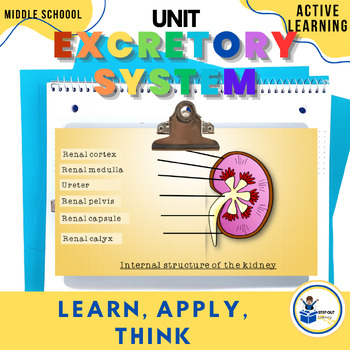 Preview of Excretory + urinary system worksheets, diagrams, activity science 7th grade