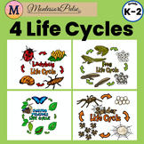 4 Life Cycles for Spring