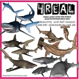4 Real! Realistic Shark Clip Art - Hammerhead, Blue, Whale