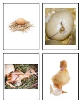 Preview of 4 Step Egg Hatch Sequencing Activity