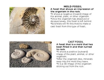 4 Types of Fossils Notes by Cindy Veneziano | Teachers Pay Teachers