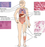 4 Types of Tissue in the Human Body Worksheet