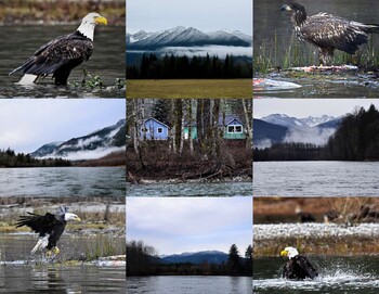 Preview of 4 x 6 jpeg photos- Eagles, Skagit River, and Howard Miller Steelhead Park, WA